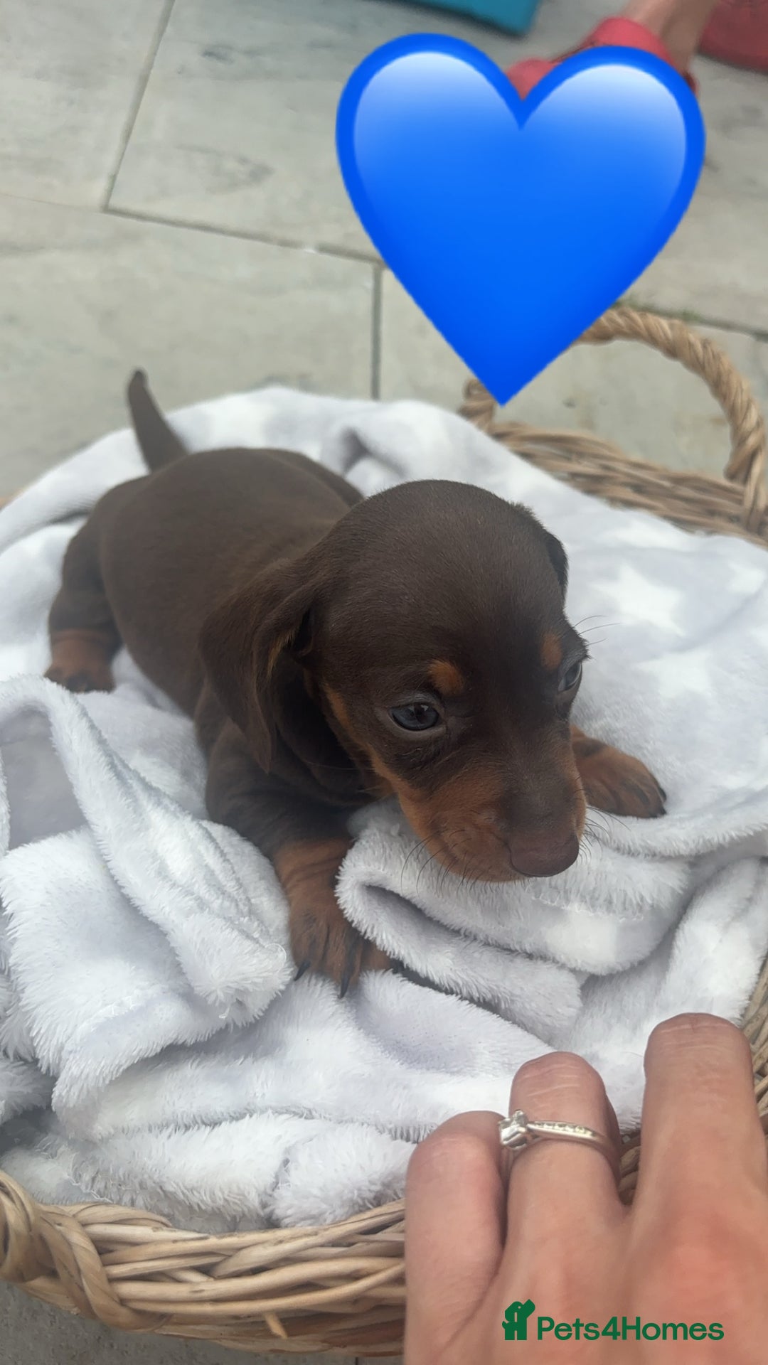 Dachshund dogs for sale: Gorgeous Dachshund Puppies - Image 6