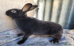 Rex rabbits for sale: 1 x blue rex buck, 3 x rex does - 6 months old - Image 10