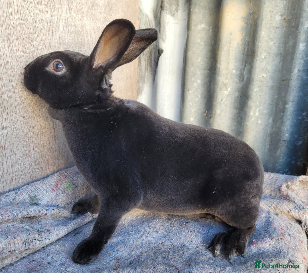 Rex rabbits for sale: 1 x blue rex buck, 3 x rex does - 6 months old - Image 10