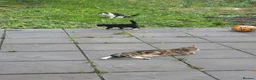 European cats for sale: The most gorgeous girl in London - Advert 3