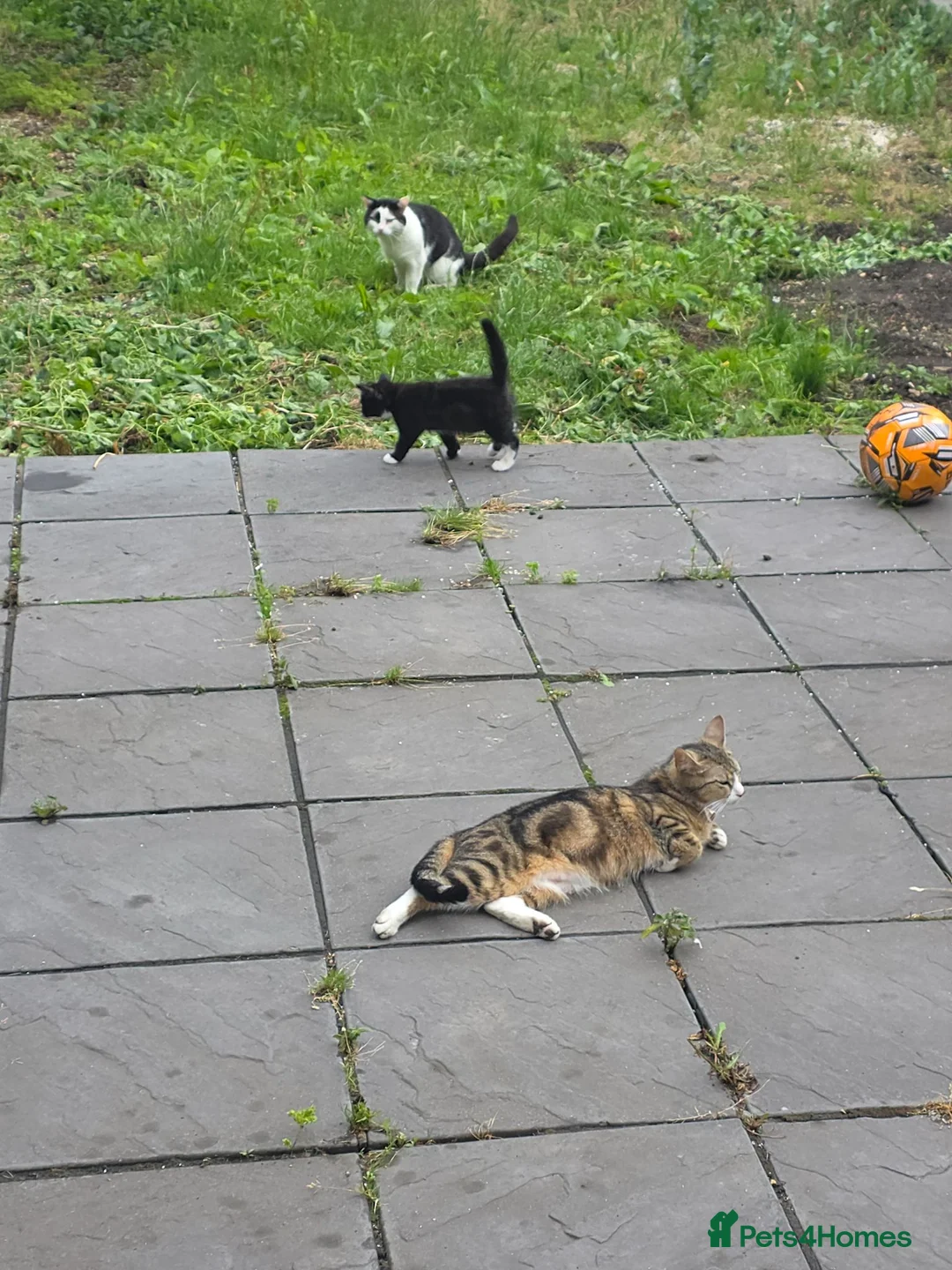 European cats for sale: The most gorgeous girl in London - Advert 3