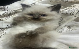 Ragdoll cats for sale: 5 beautiful fluffy blue eye ragdoll kitten  - Image 17