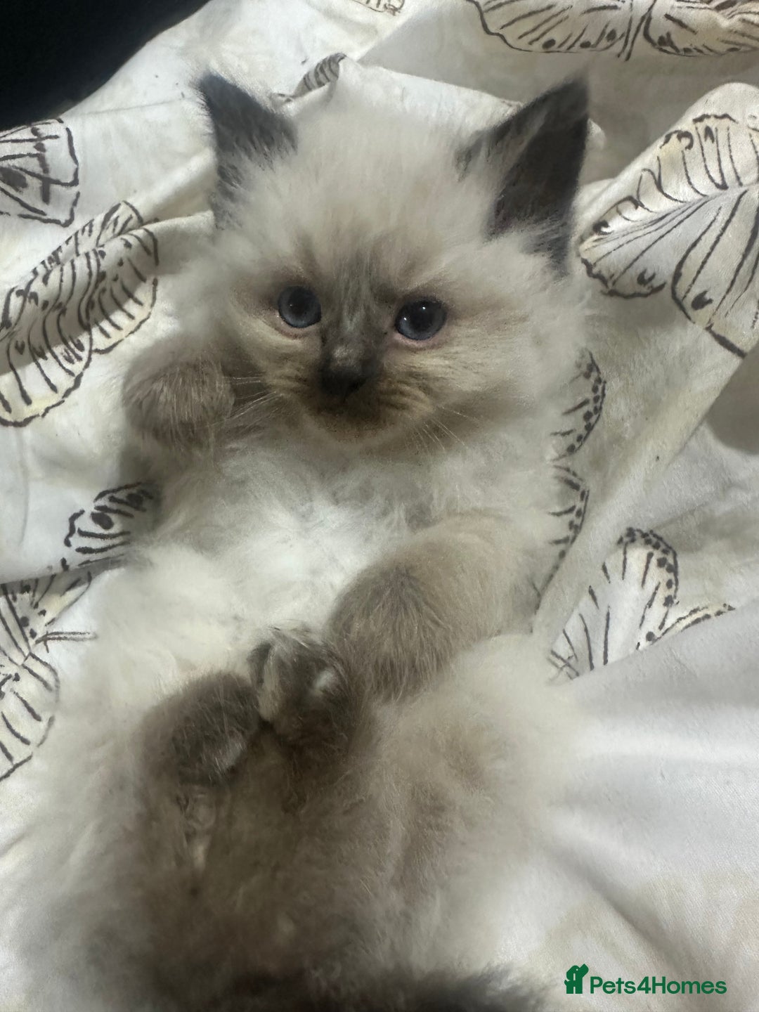 Ragdoll cats for sale: 5 beautiful fluffy blue eye ragdoll kitten  - Image 17