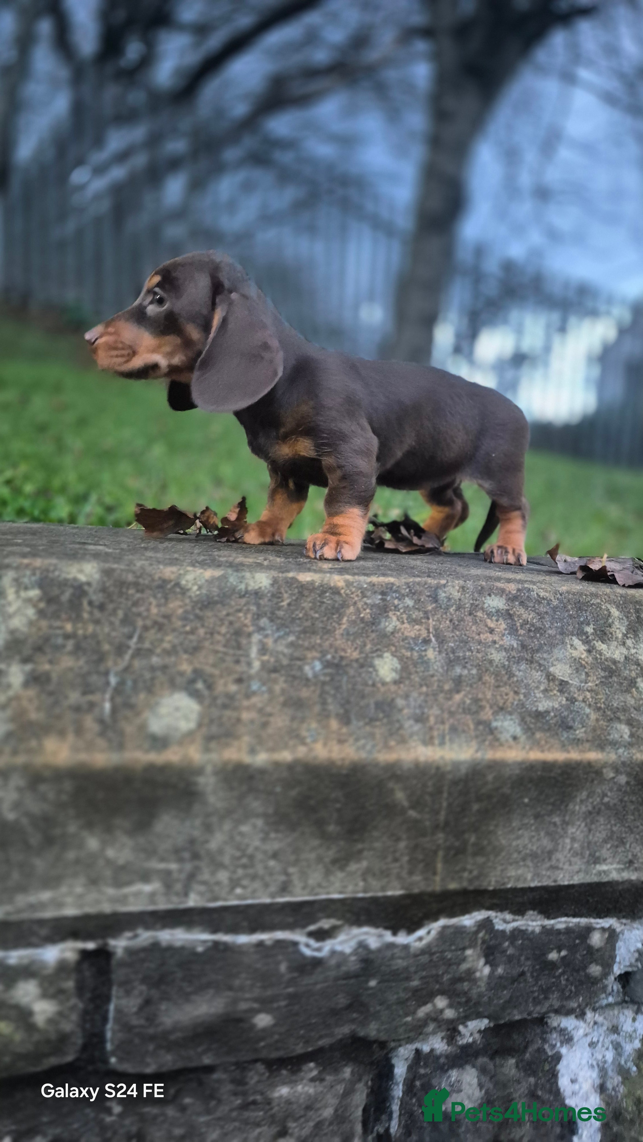 Dachshund dogs miniature dachshund READY  - Advert 16