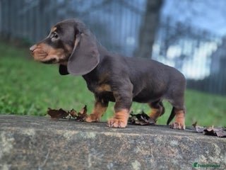 Dachshund dogs miniature dachshund READY - Advert 3