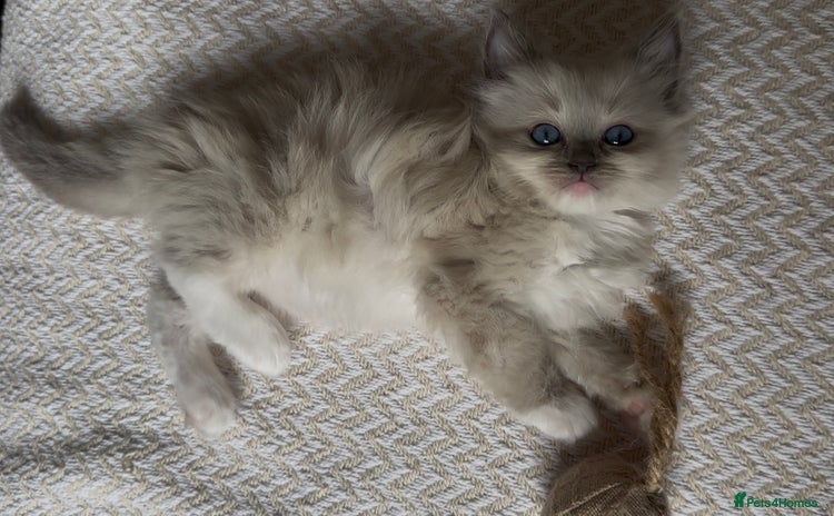 Ragdoll cats - Advert 4