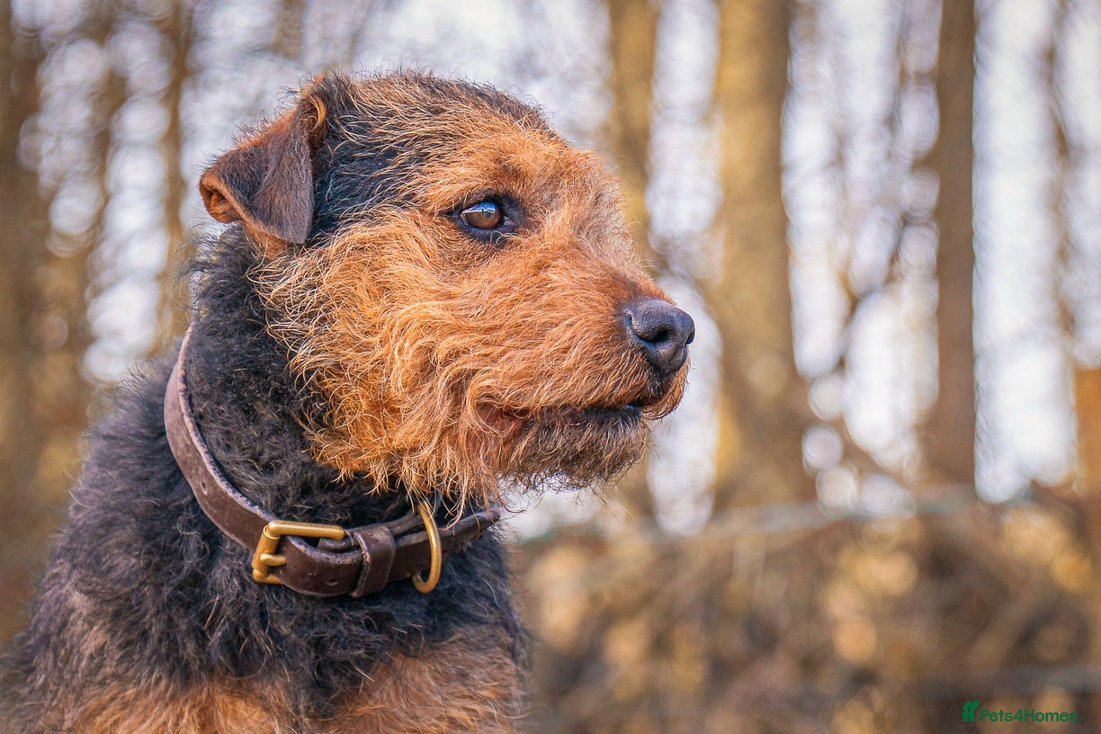 Lakeland Terrier dogs AT STUD Stunning proven Lakeland- fell terrier in Newark - Advert 2