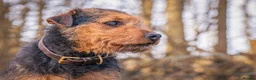 Lakeland Terrier dogs for stud: AT STUD Stunning proven Lakeland- fell terrier in Newark - Advert 1
