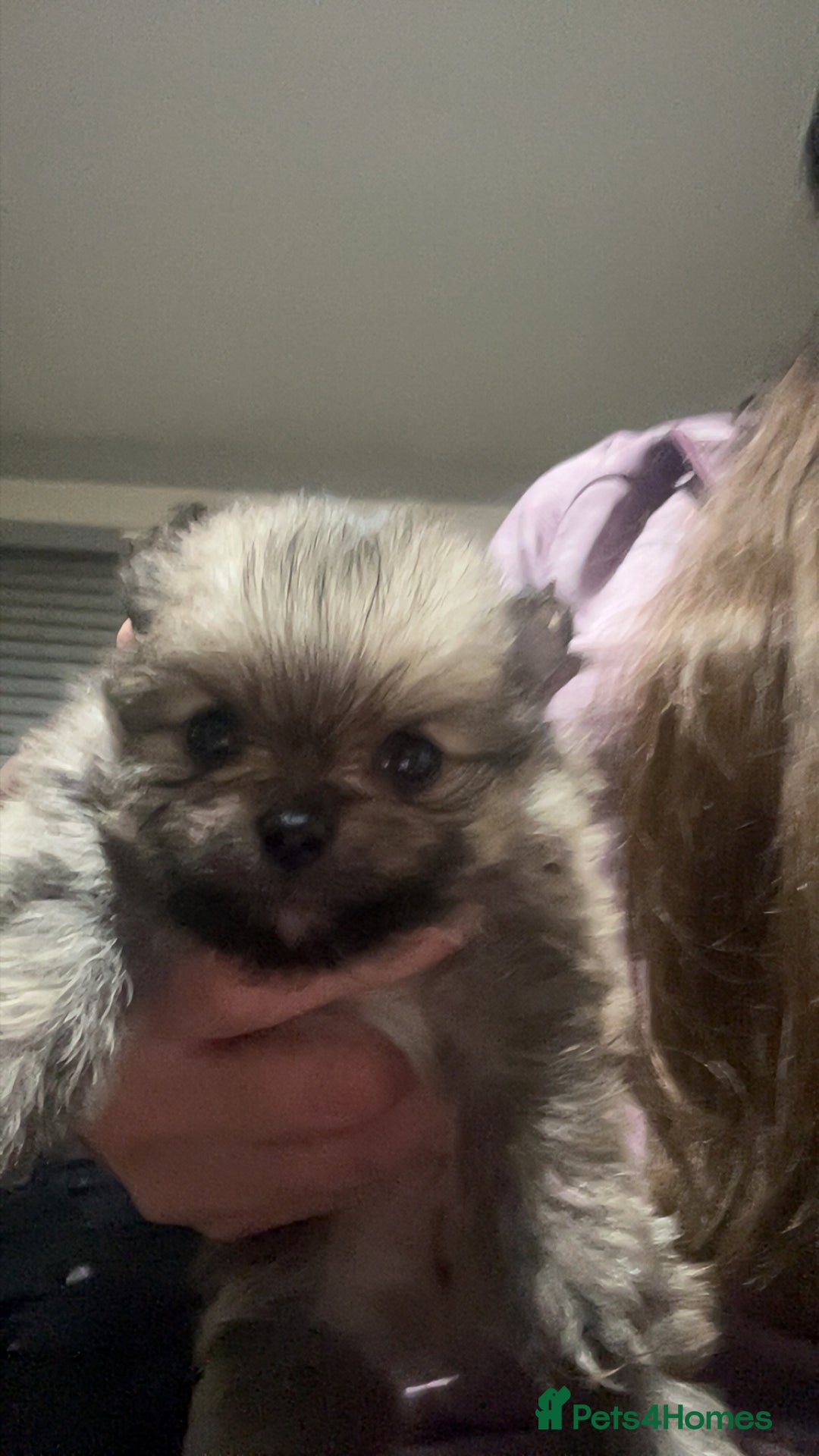 Pomeranian dogs for sale: Pomeranian puppies - Image 3