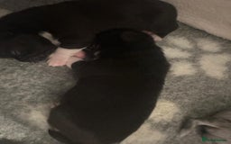 Chihuahua dogs for sale: 4 Stunning Male Apple Head Chihuahua Puppies - Image 5