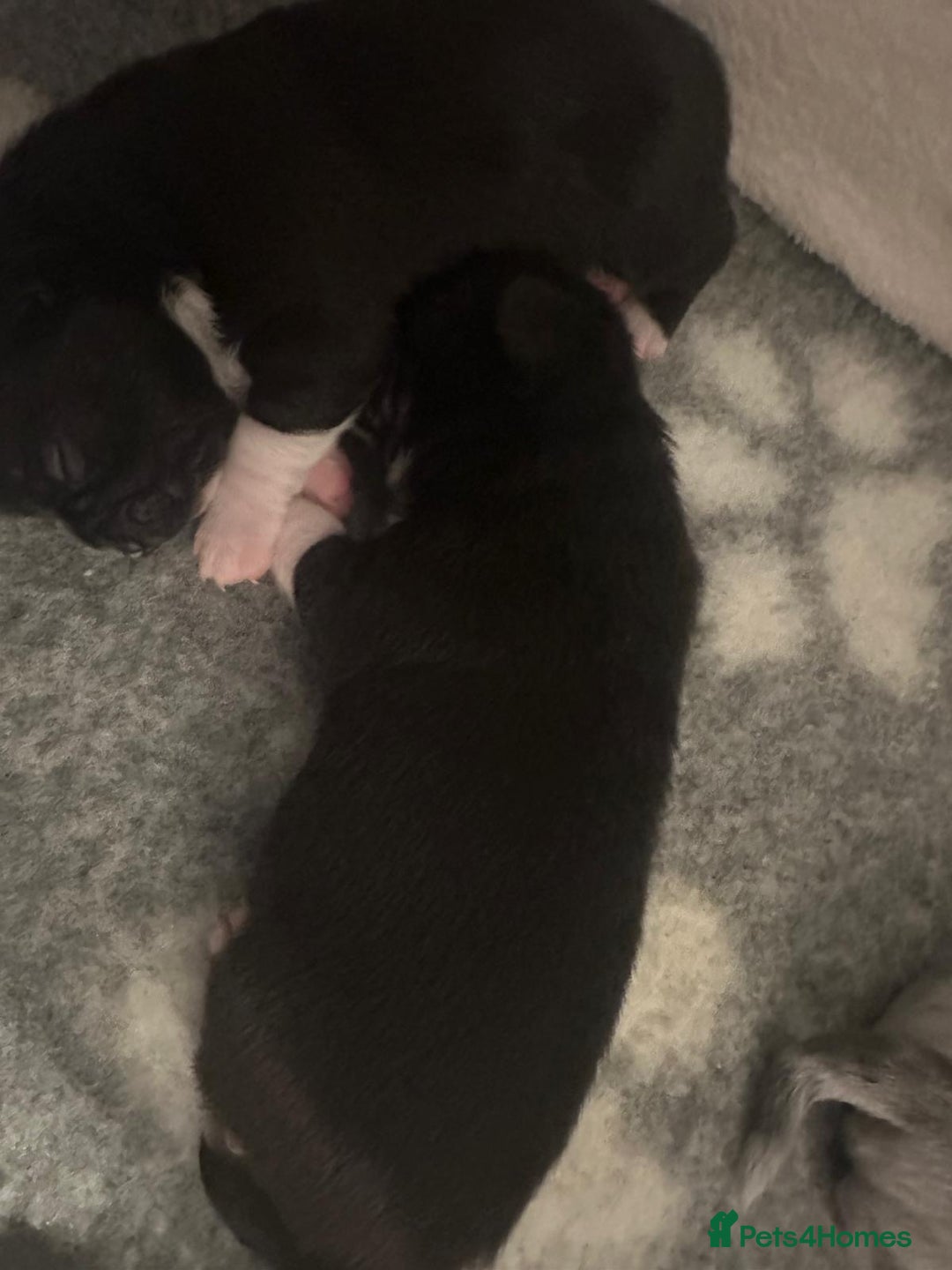 Chihuahua dogs for sale: 4 Stunning Male Apple Head Chihuahua Puppies - Image 5