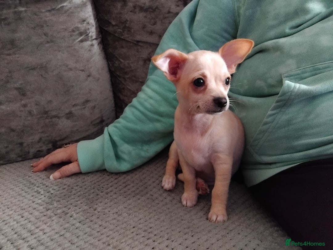 Chihuahua dogs for sale: Pup for sale - Image 3