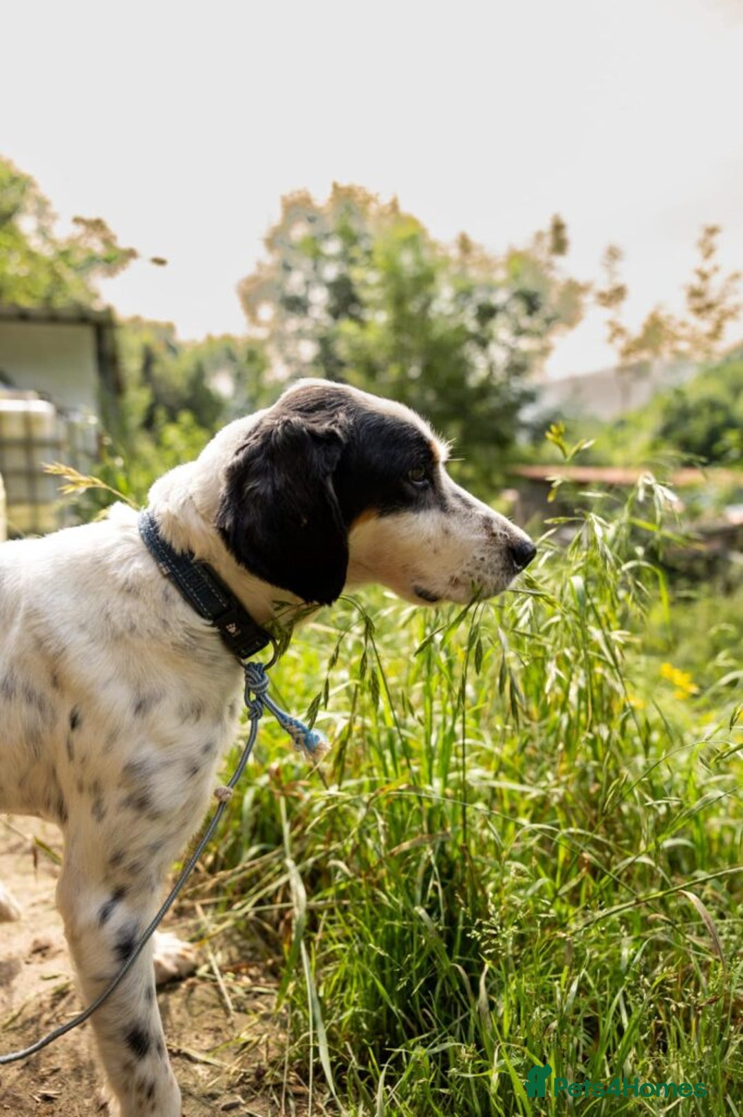 English Setter dogs for adoption: Bimba - Image 4