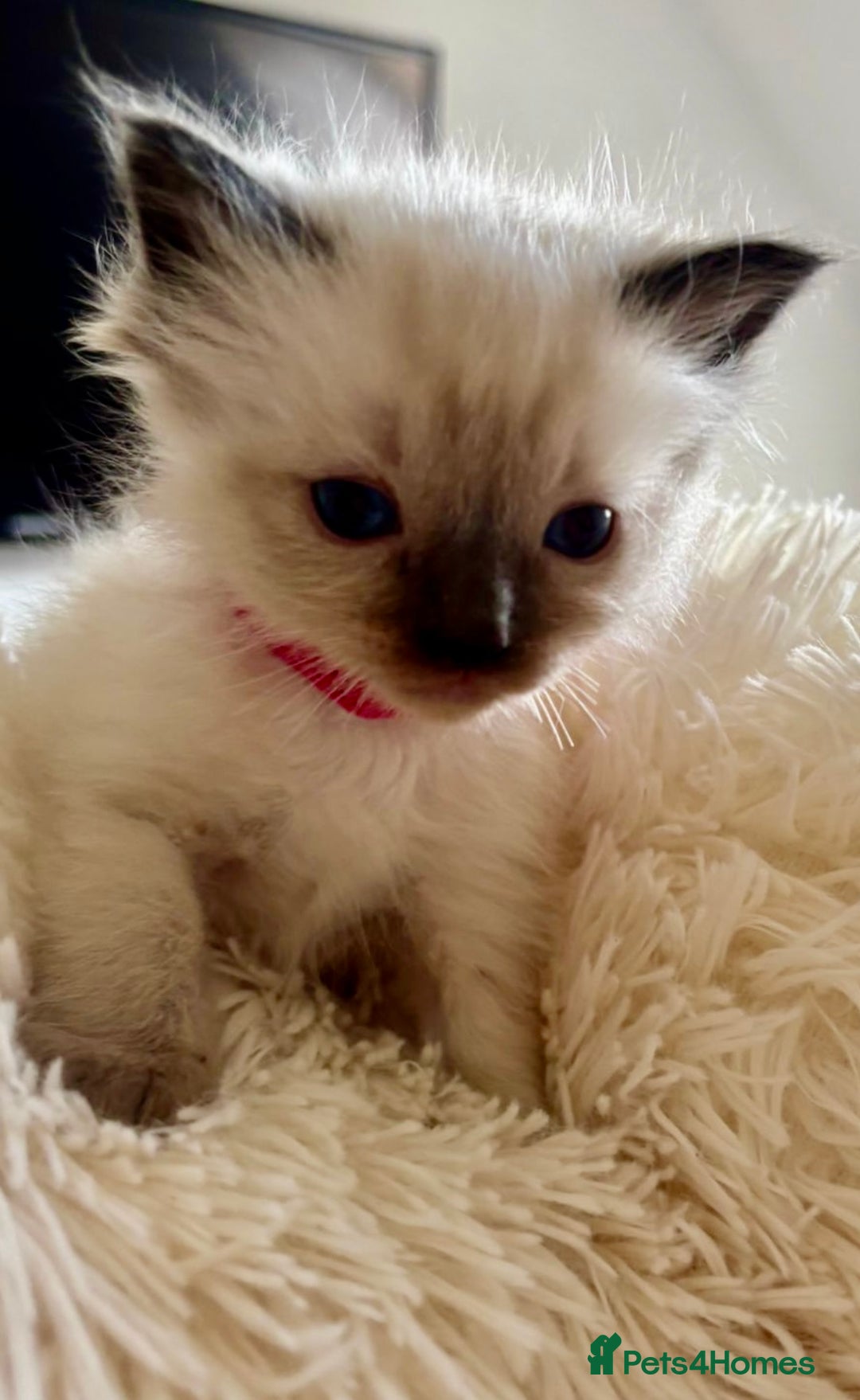 Ragdoll cats for sale: Beautiful ragdoll babies 🩷🩷🩵🩵 - Image 5