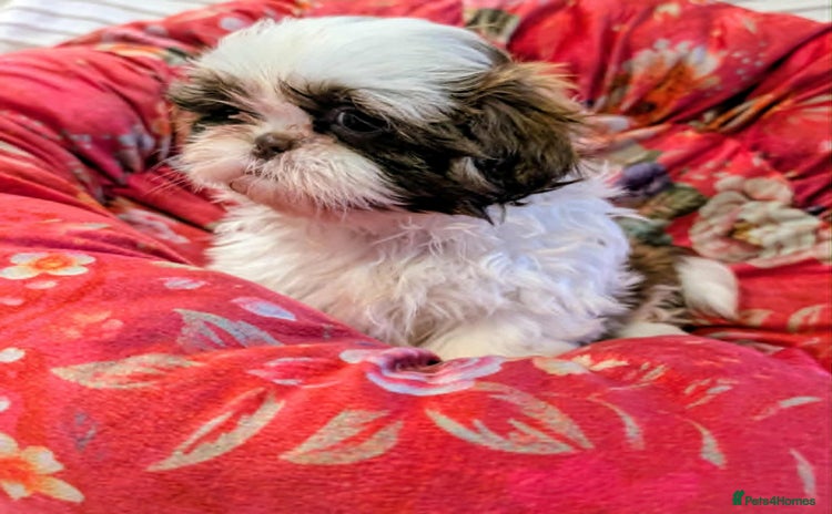 Shih Tzu dogs - Advert 10