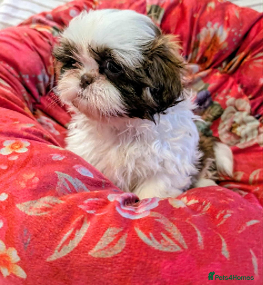 Shih Tzu dogs for sale: Shih Tzu Puppies for Sale - Image 1