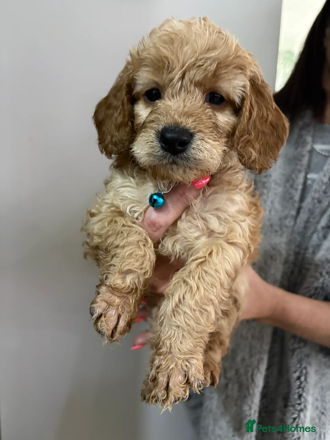 Cockapoo dogs for sale: 5 Cockapoo Puppies For Sale  - Advert 1