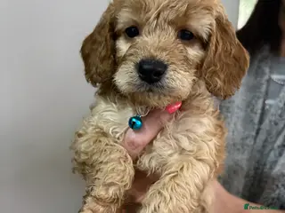 Cockapoo dogs 5 Cockapoo Puppies For Sale - Advert 1