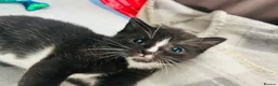 Turkish Van cats for sale: Beautiful Turkish van kittens for sale.  - Advert 14
