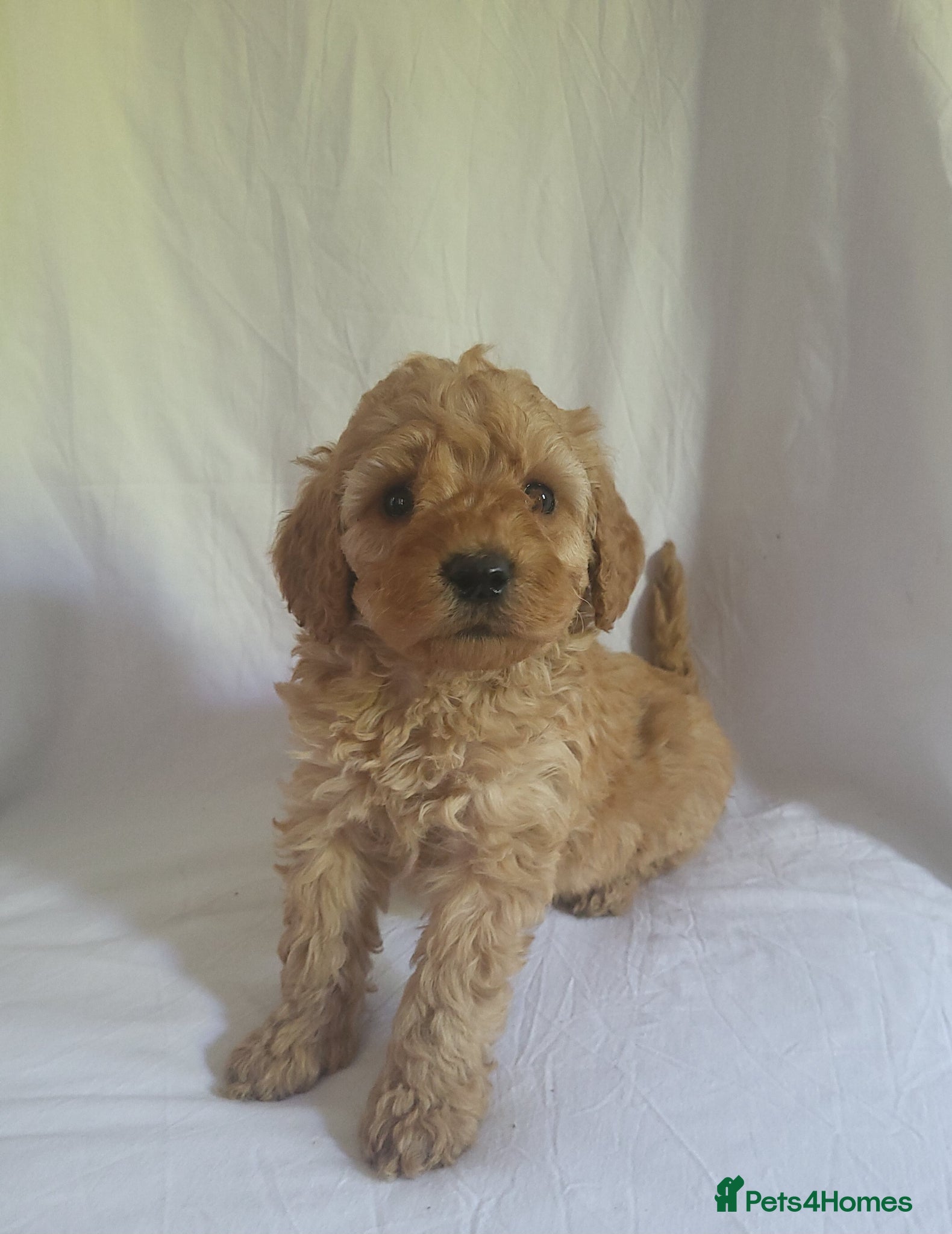 Miniature Poodle dogs Maltpoo puppies 5 🌟 licence breeder  - Advert 1