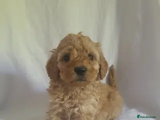 Miniature Poodle dogs for sale: Maltpoo puppies 5 🌟 licence breeder - Advert 1