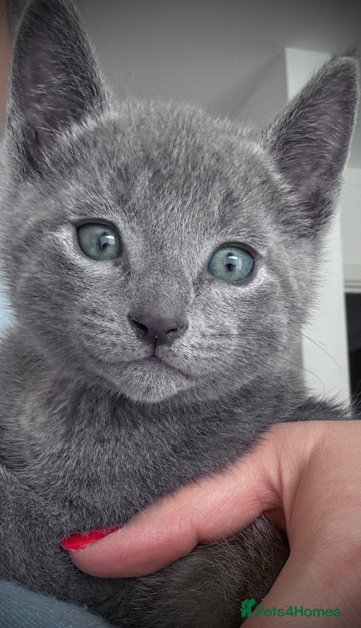 Russian Blue cats 🩵GCCF Registered Russian Blue kittens 🩵 - Advert 1
