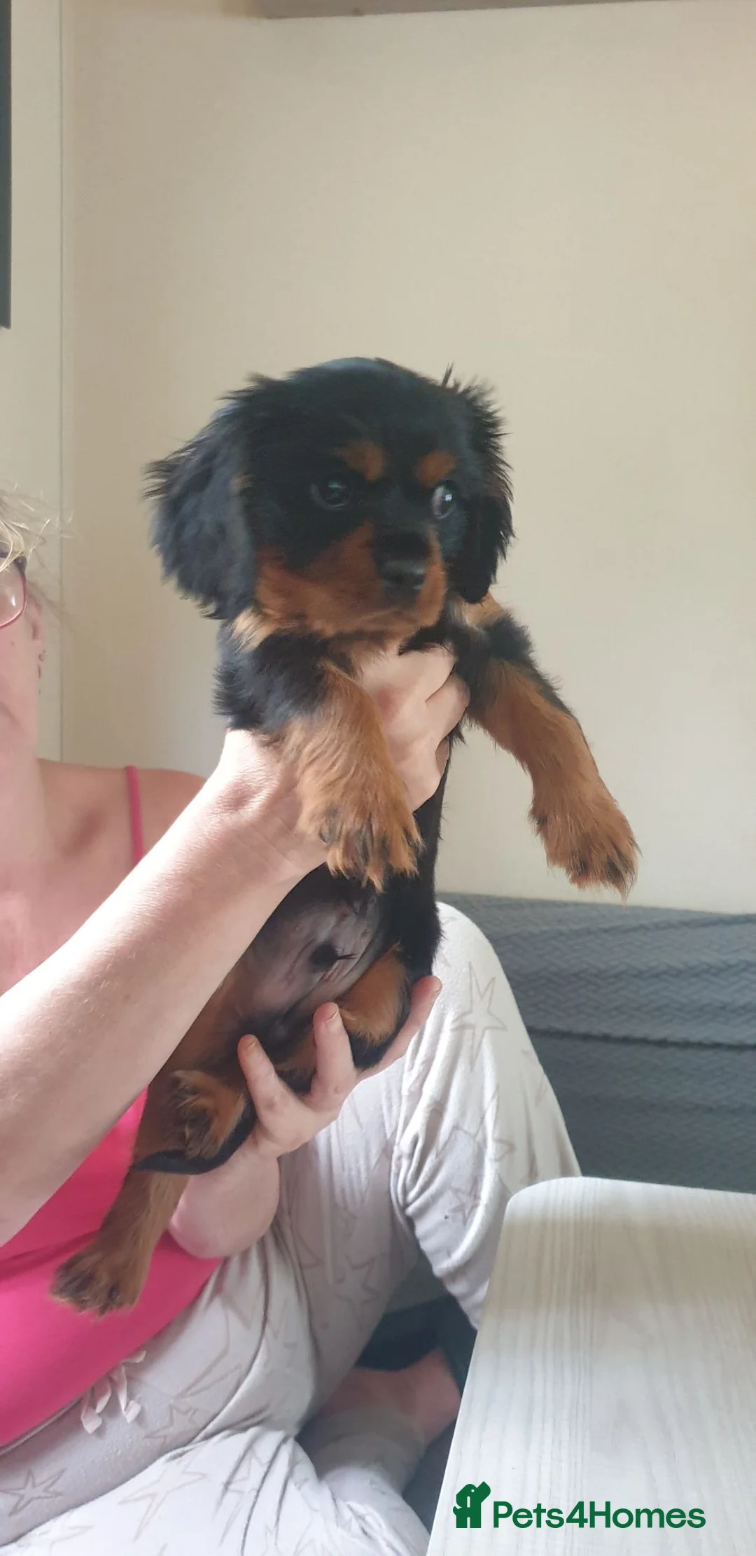 Cavalier King Charles Spaniel dogs for sale: King charles cavalier puppy - Advert 2