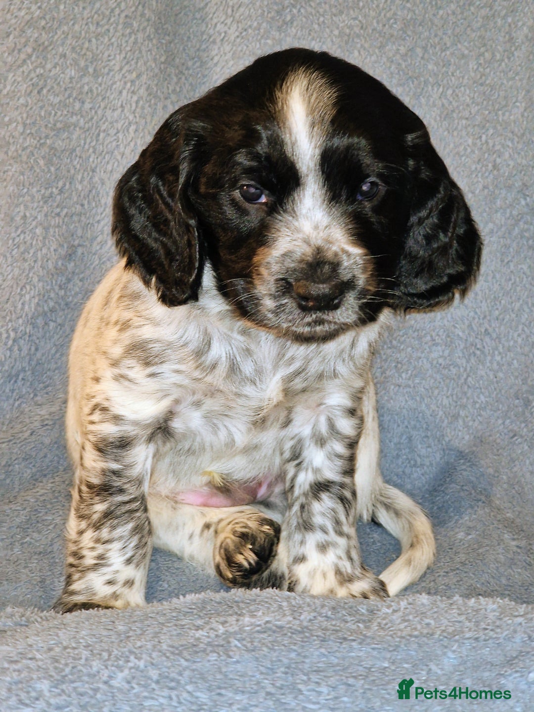 Cocker Spaniel dogs for sale: KC registered, health tested particolour litter - Advert 5