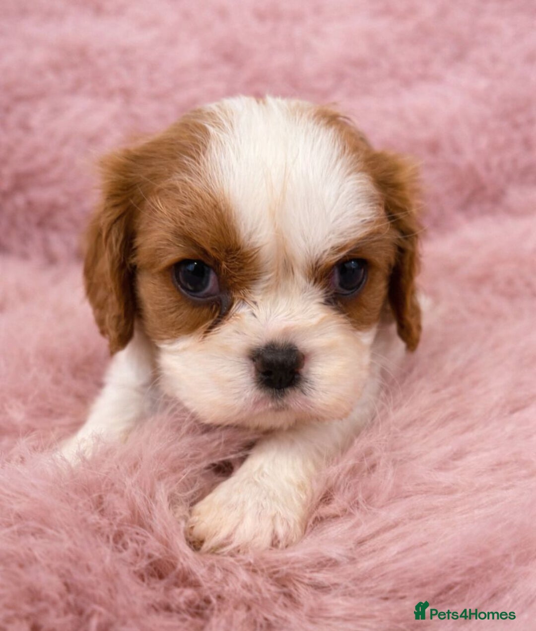 Cavalier King Charles Spaniel dogs for sale: KC Beautiful Cavaliers Health Tested Parents - Advert 2