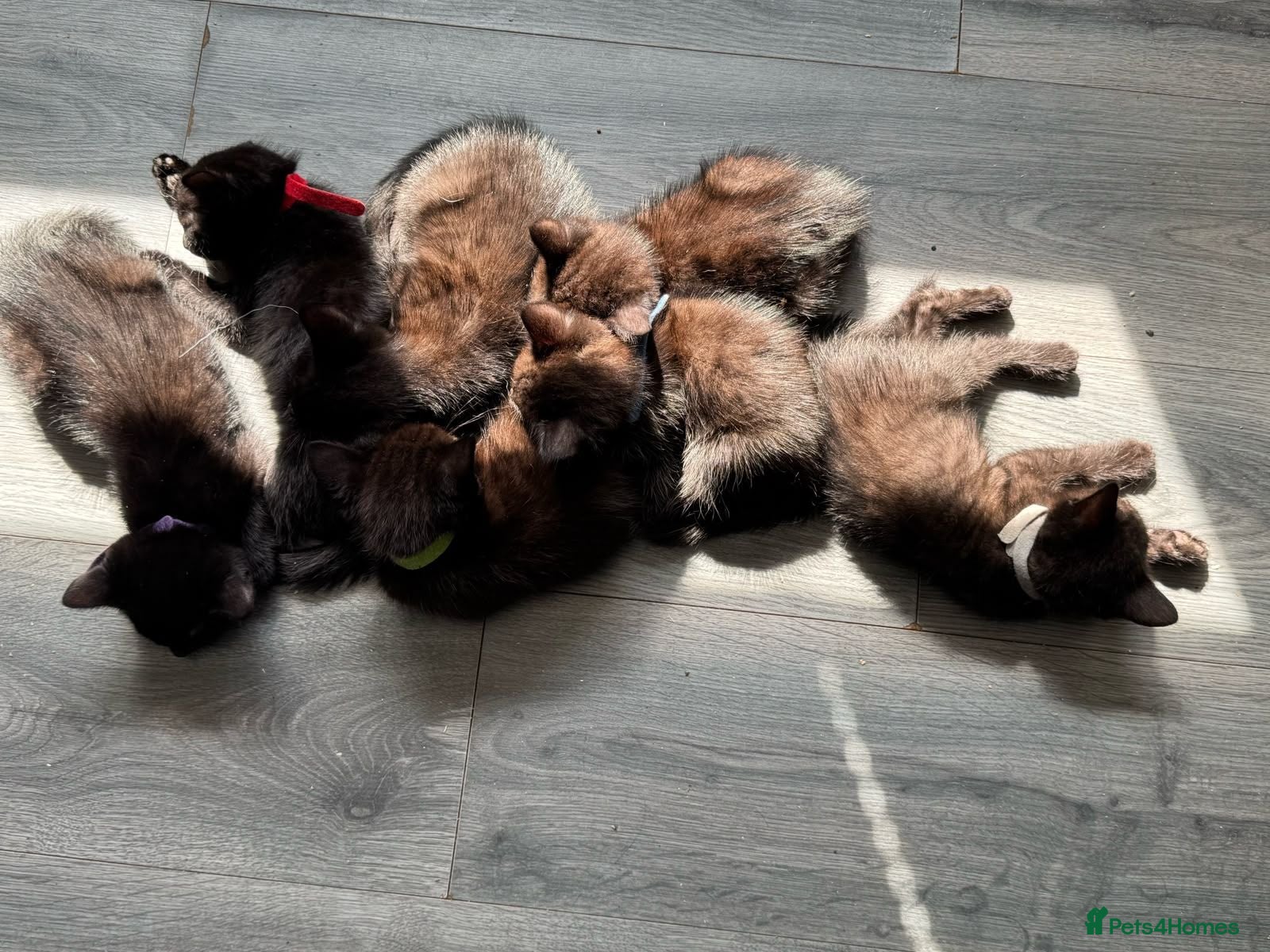British Shorthair cats Pure Black British Shorthair Kittens - Advert 1