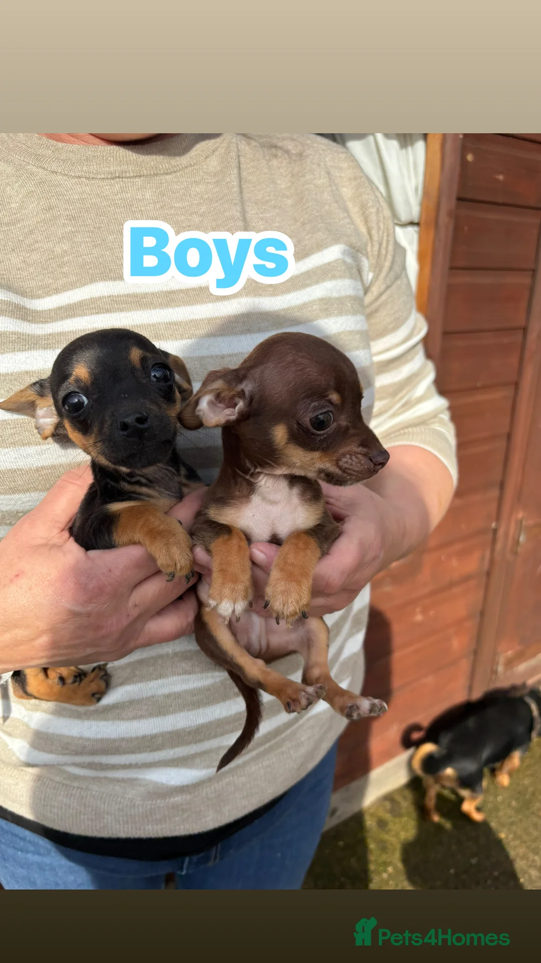 Jack Chi dogs for sale: Jack Chi’s  - Advert 7