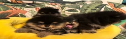 Pomeranian dogs for sale: KC Russian/Taiwan Pomeranian puppies - Advert 7