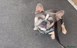 French Bulldog dogs for sale: Blue French bullgog - Image 1