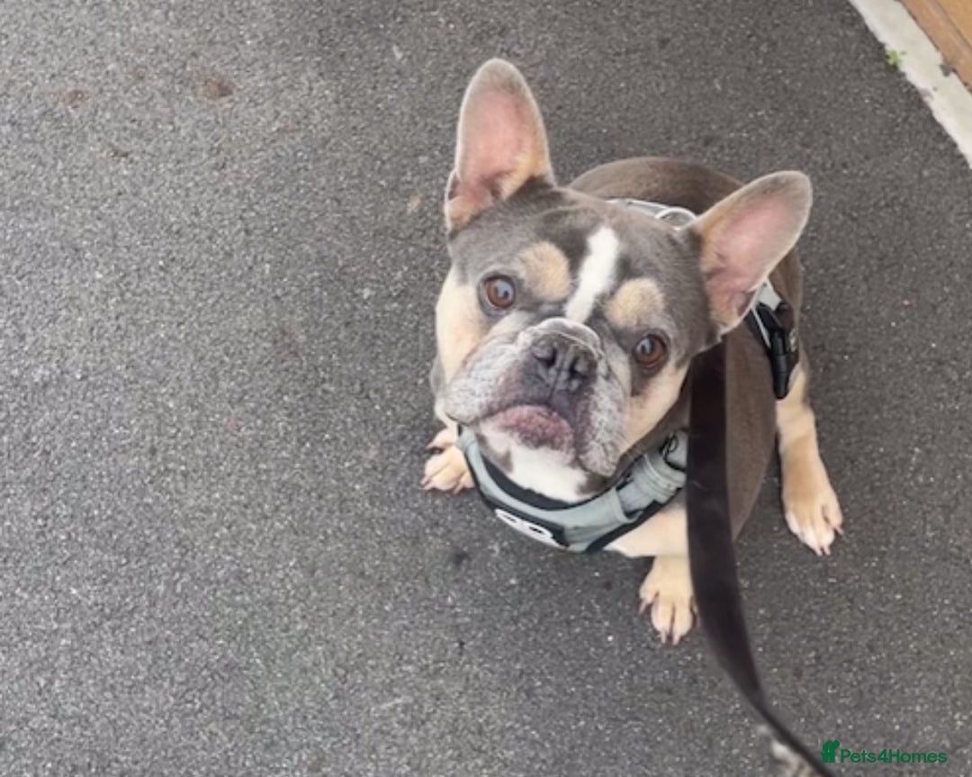 French Bulldog dogs for sale: Blue French bullgog - Image 1