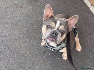 French Bulldog dogs for sale - Advert 1