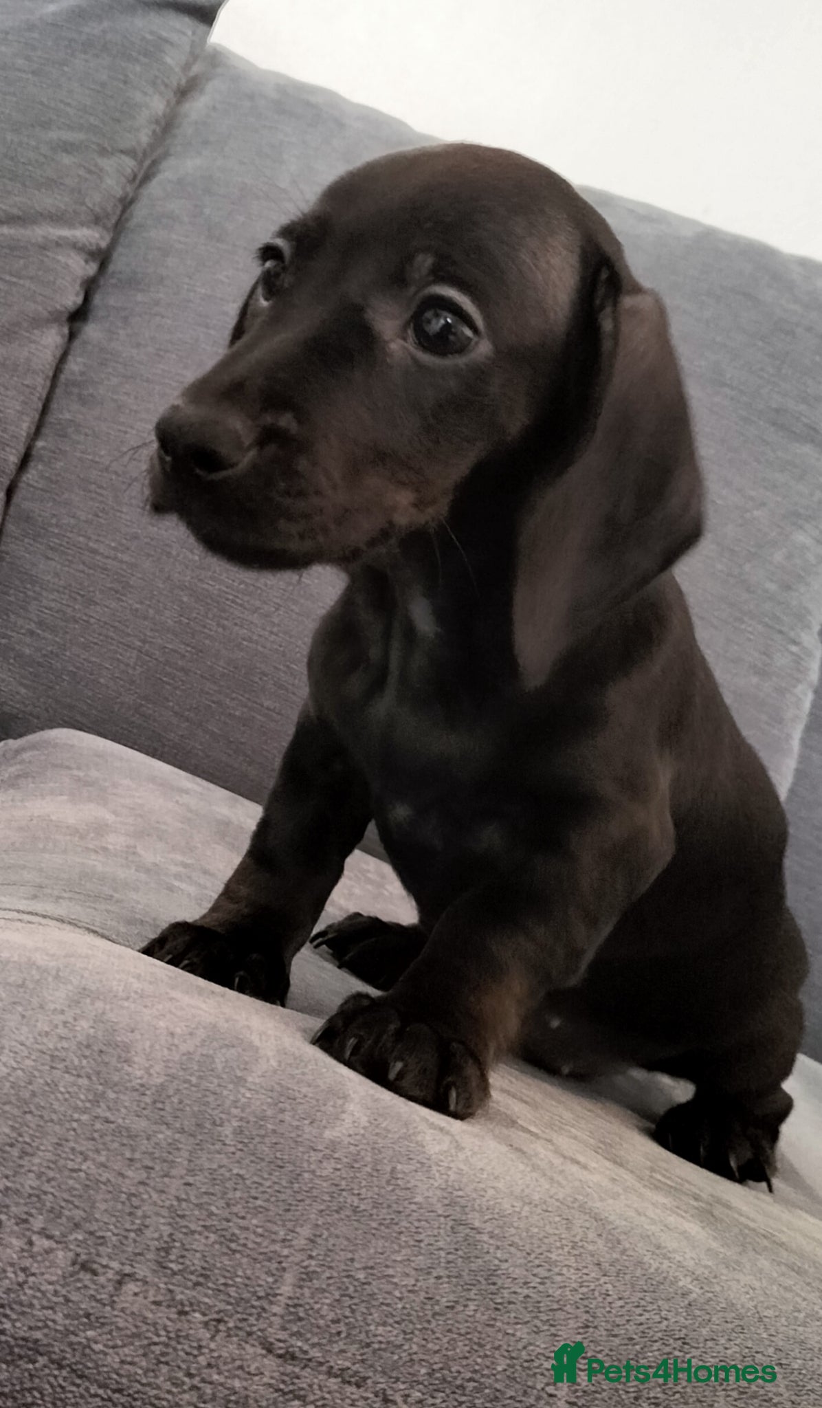 Miniature Dachshund dogs Beautiful miniature dachshunds ready now 😊 - Advert 1