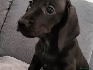 Miniature Dachshund dogs Beautiful miniature dachshunds ready now 😊 - Advert 18