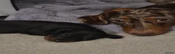 Dachshund dogs for sale: 4 Dapple Daschund puppies  - Advert 7