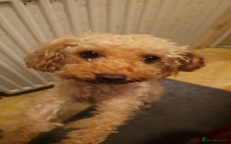 Toy Poodle dogs for sale: Toy poddle  - Image 2