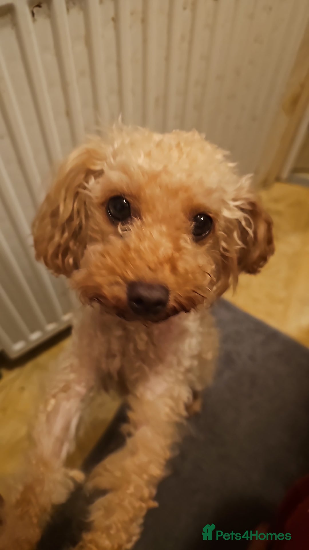 Toy Poodle dogs for sale: Toy poddle  - Image 2