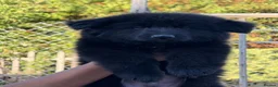 German Shepherd dogs for sale: LONG HAIR GERMAN SHEPHERD PUPPIES, TOP BLOODLINES - Advert 8
