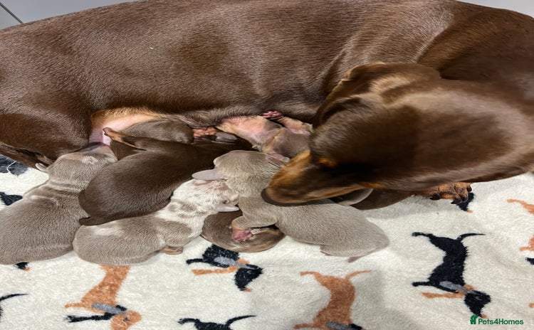 Miniature Dachshund dogs - Advert 14