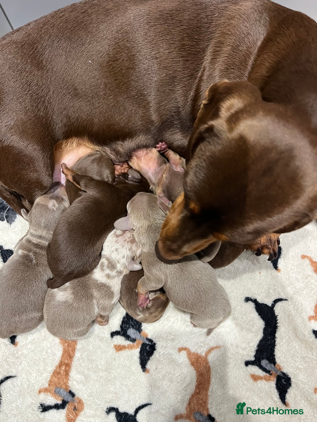 Miniature Dachshund dogs for sale: 3 Extremely clean and healthy KC boys available  - Advert 13