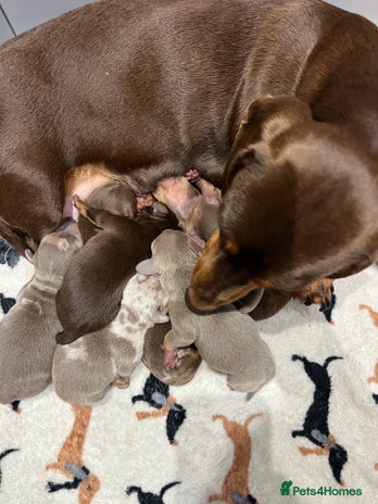 Miniature Dachshund dogs - Advert 14