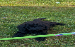 Cockapoo dogs for sale: Reduced!!! Last 2 ready now, F1B Cockapoos in Whitley Bay - Image 23