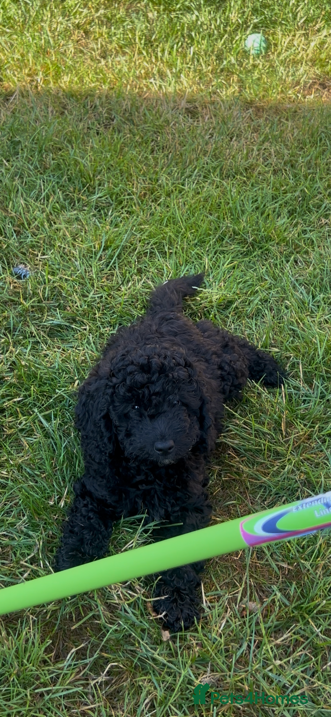 Cockapoo dogs for sale: Reduced!!! Last 2 ready now, F1B Cockapoos in Whitley Bay - Image 23