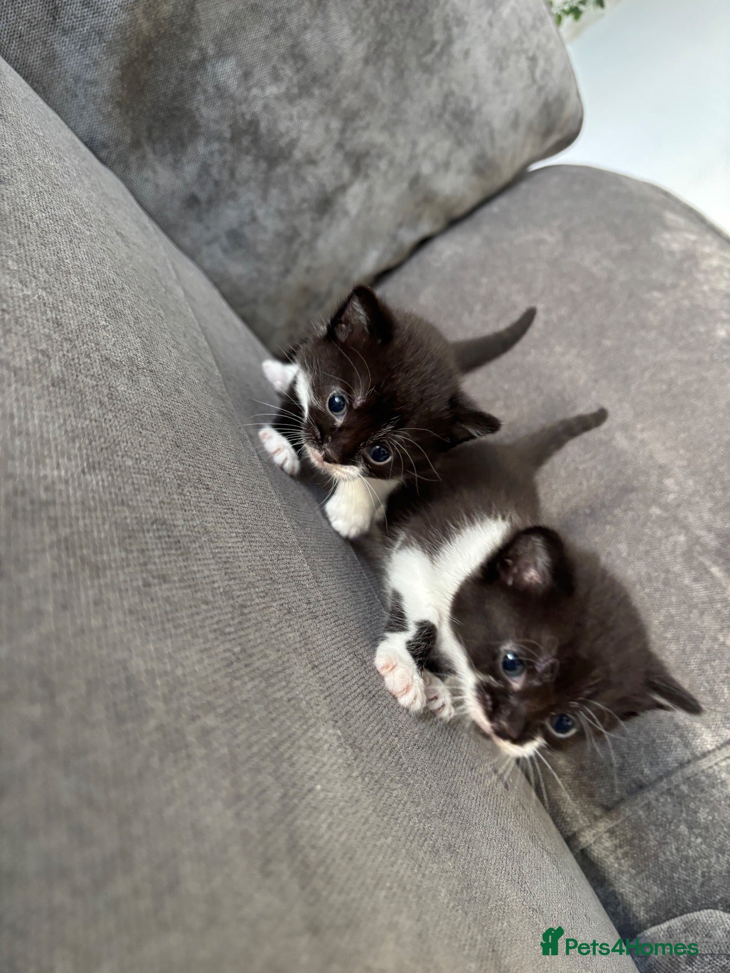 Mixed Breed cats 2 Little Kittens Looking for Their Forever Homes🐾 - Advert 1