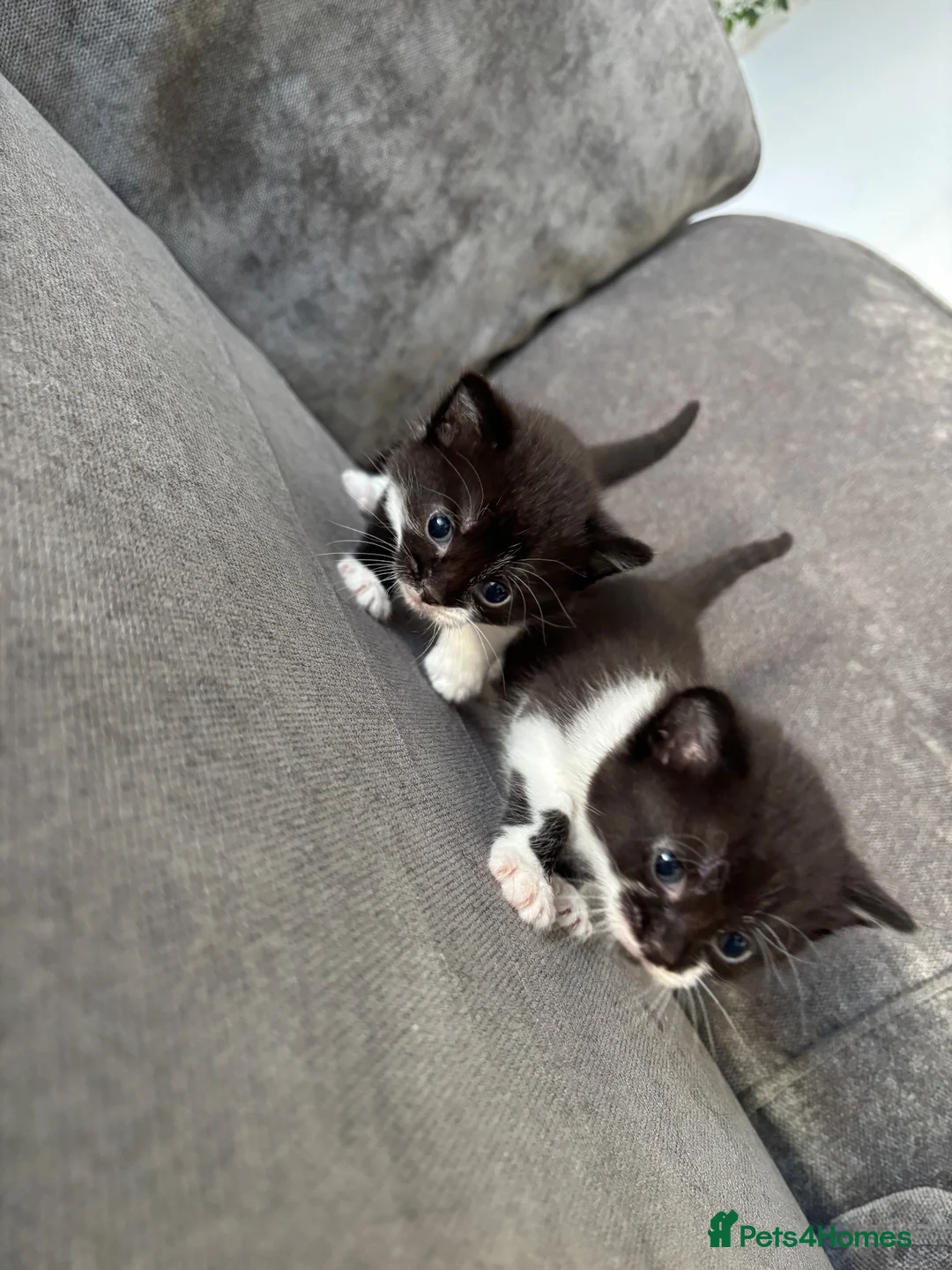 Mixed Breed cats for sale: 2 Little Kittens Looking for Their Forever Homes🐾 - Advert 1