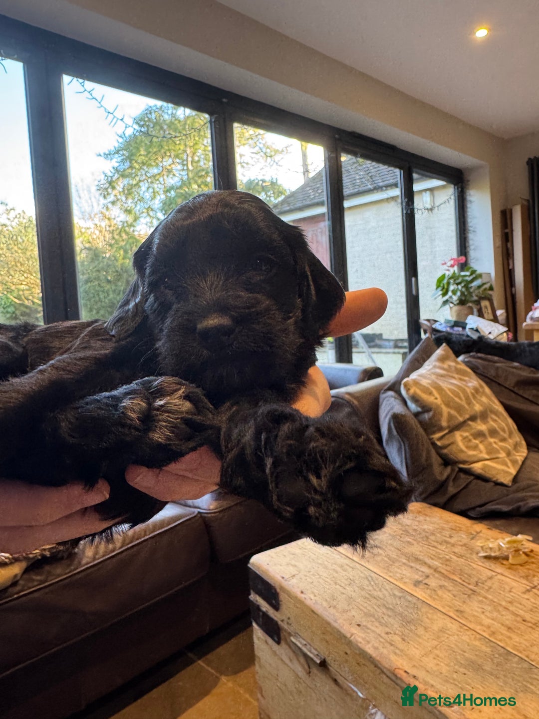 Mixed Breed dogs for sale: Sprockerpoo puppies for sale - Advert 17