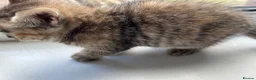 British Shorthair cats for sale: Adorable British Shorthair Kittens - Advert 20